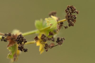 Alchemilla propinqua, photographed by Вячеслав Юсупов