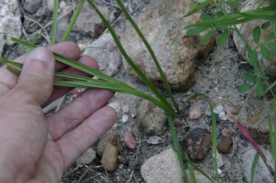 Schoenocaulon ghiesbreghtii, photographed by Eric Knight
