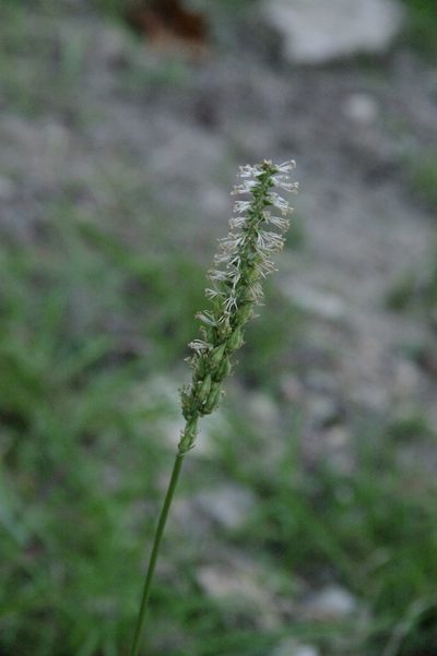 Schoenocaulon ghiesbreghtii, photographed by Eric Knight