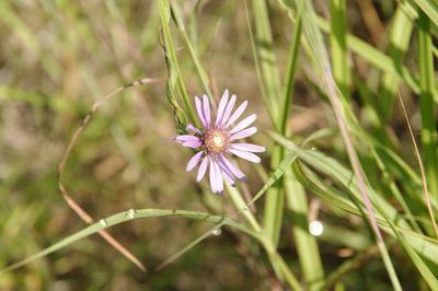 Symphyotrichum pratense, photographed by Eric Knight