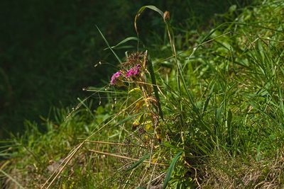 Dianthus barbatus, photographed by Attila Oláh