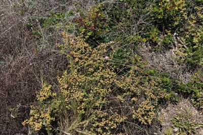 Drosanthemum parvifolium, photographed by Tony Rebelo