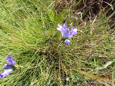 Wahlenbergia epacridea, photographed by Peter Warren