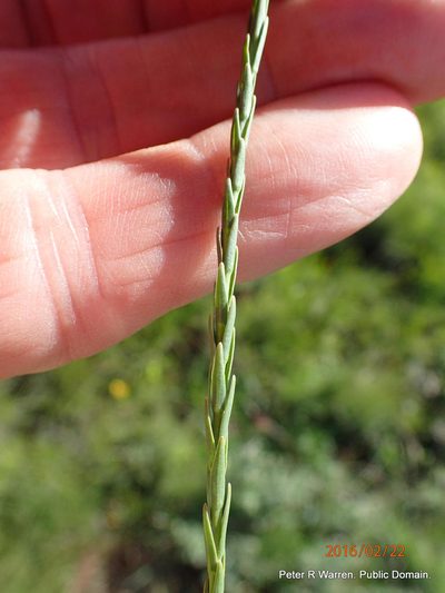Wahlenbergia epacridea, photographed by Peter Warren