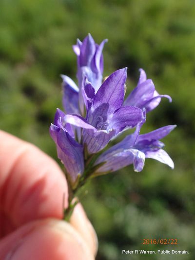 Wahlenbergia epacridea, photographed by Peter Warren