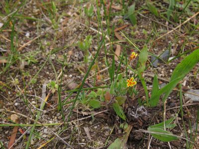 Zaluzianskya divaricata, photographed by Jeremy Gilmore