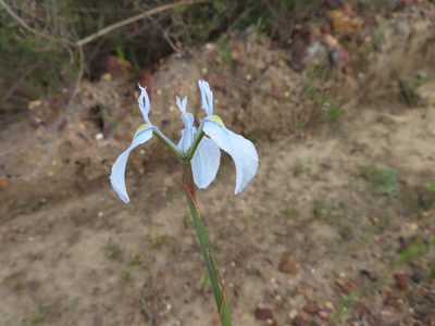 Moraea tripetala, photographed by linkie