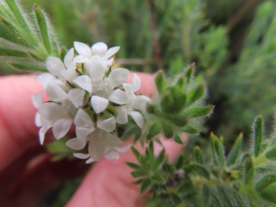 Euchaetis schlechteri, photographed by linkie