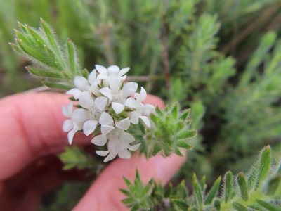Euchaetis schlechteri, photographed by linkie