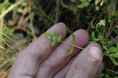 Edrastima uniflora, photographed by Eric Knight