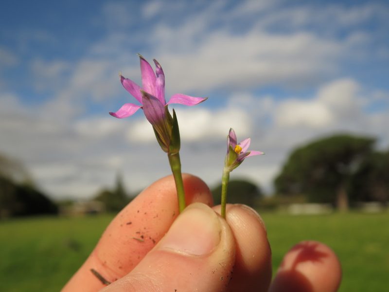 Romulea minutiflora, photographed by Jeremy Gilmore