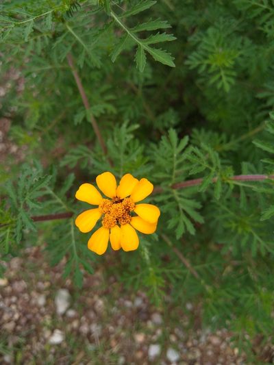 Dyssodia decipiens, photographed by Jordi Martínez Martínez