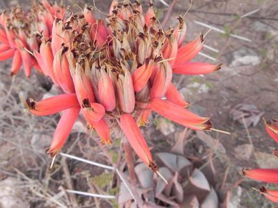 Aloe hereroensis, photographed by Peter Warren