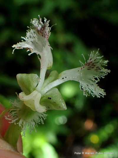 Huttonaea pulchra, photographed by Peter Warren