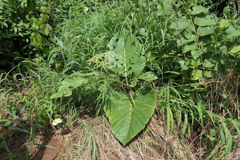 Leea macrophylla, photographed by Dinesh Valke