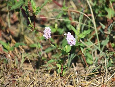 Persicaria bicornis, photographed by susanaber