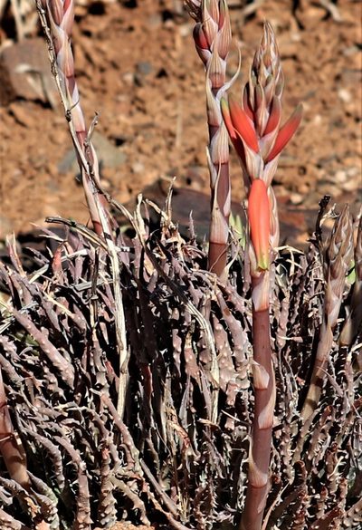 Aloe humilis, photographed by Dave Brown
