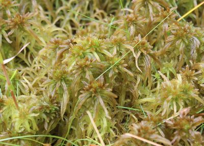 Sphagnum fallax, photographed by Steven Lamonde