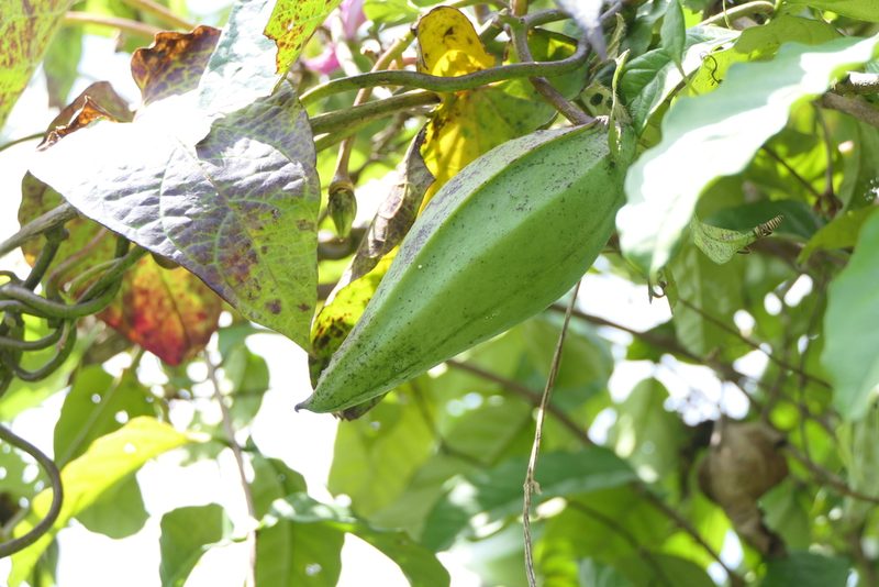 Cynanchum annularium, photographed by Dinesh Valke