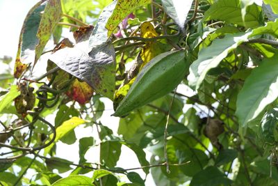 Cynanchum annularium, photographed by Dinesh Valke