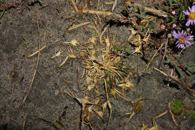 Sporobolus aculeatus, photographed by Patrick Hacker