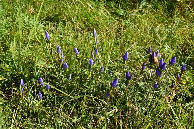 Gentiana pneumonanthe, photographed by Игорь Васильев