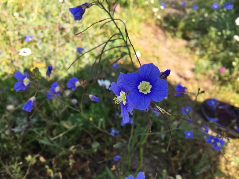 Heliophila coronopifolia, photographed by Charleen Brunke