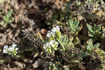 Heliotropium ramosissimum, photographed by Thibaud Aronson