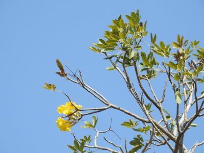 Tabebuia aurea, photographed by Naturalist Tours