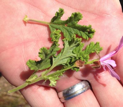 Pelargonium panduriforme, photographed by Dave U