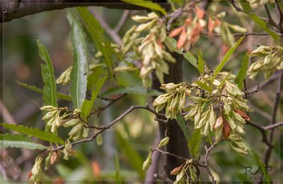 Ruprechtia salicifolia, photographed by RAP