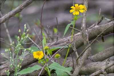 Melanthera latifolia, photographed by RAP