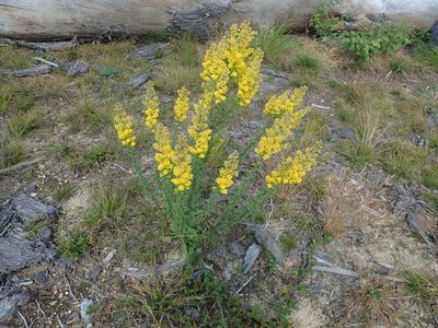 Solidago puberula, photographed by Lynn Harper
