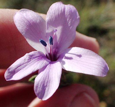 Barleria pungens, photographed by Nicola van Berkel
