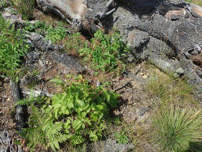 Aralia hispida, photographed by Lynn Harper