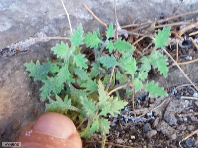 Trieenea occulta, photographed by Chris Vynbos