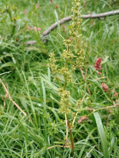 Rumex maritimus, photographed by Logan J.L. Bradley