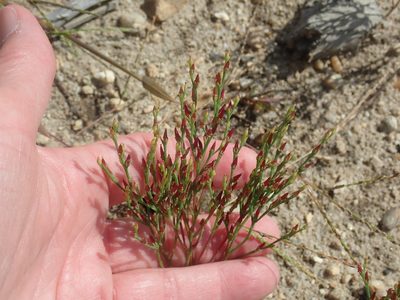Hypericum gentianoides, photographed by Lynn Harper