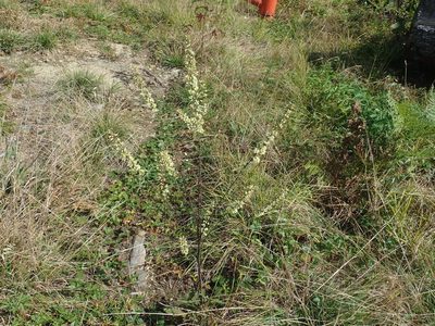 Solidago bicolor, photographed by Lynn Harper