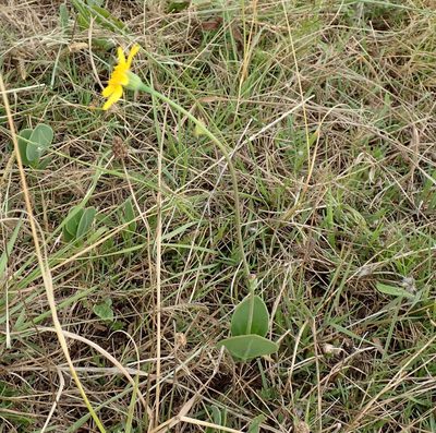 Senecio ruwenzoriensis, photographed by Nicola van Berkel