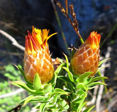 Oedera speciosa, photographed by Di Turner