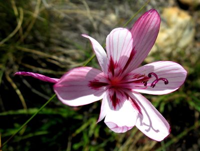 Geissorhiza roseoalba, photographed by Di Turner