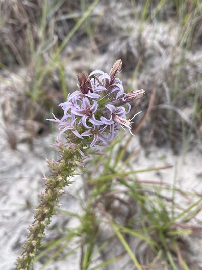 Liatris carrizana, photographed by Evelyn Lazzaretti 🏳️‍⚧️