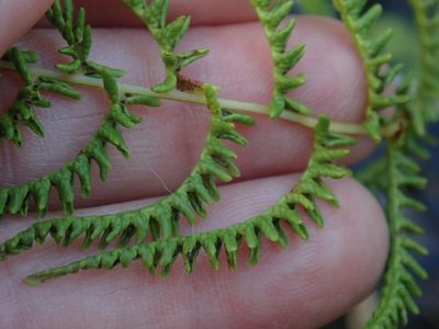 Thelypteris palustris, photographed by Lynn Harper