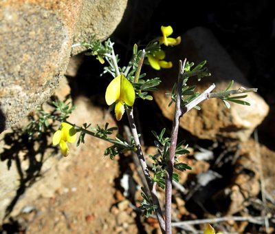 Lotononis dahlgrenii, photographed by Di Turner