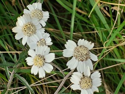 Achillea ptarmica, photographed by Charles Stirton