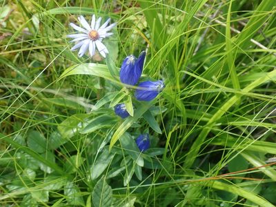 Gentiana linearis, photographed by Lynn Harper