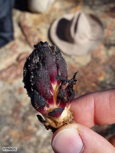 Hyobanche atropurpurea, photographed by Chris Vynbos