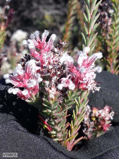 Spatalla caudata, photographed by Chris Vynbos