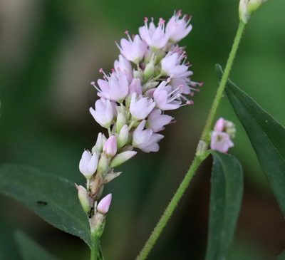 Persicaria bicornis, photographed by Catherine C. Galley